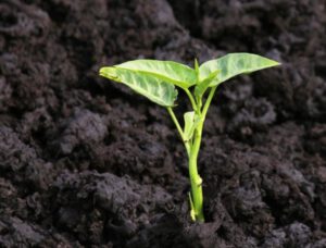 Humusaufbau statt Agrarchemie